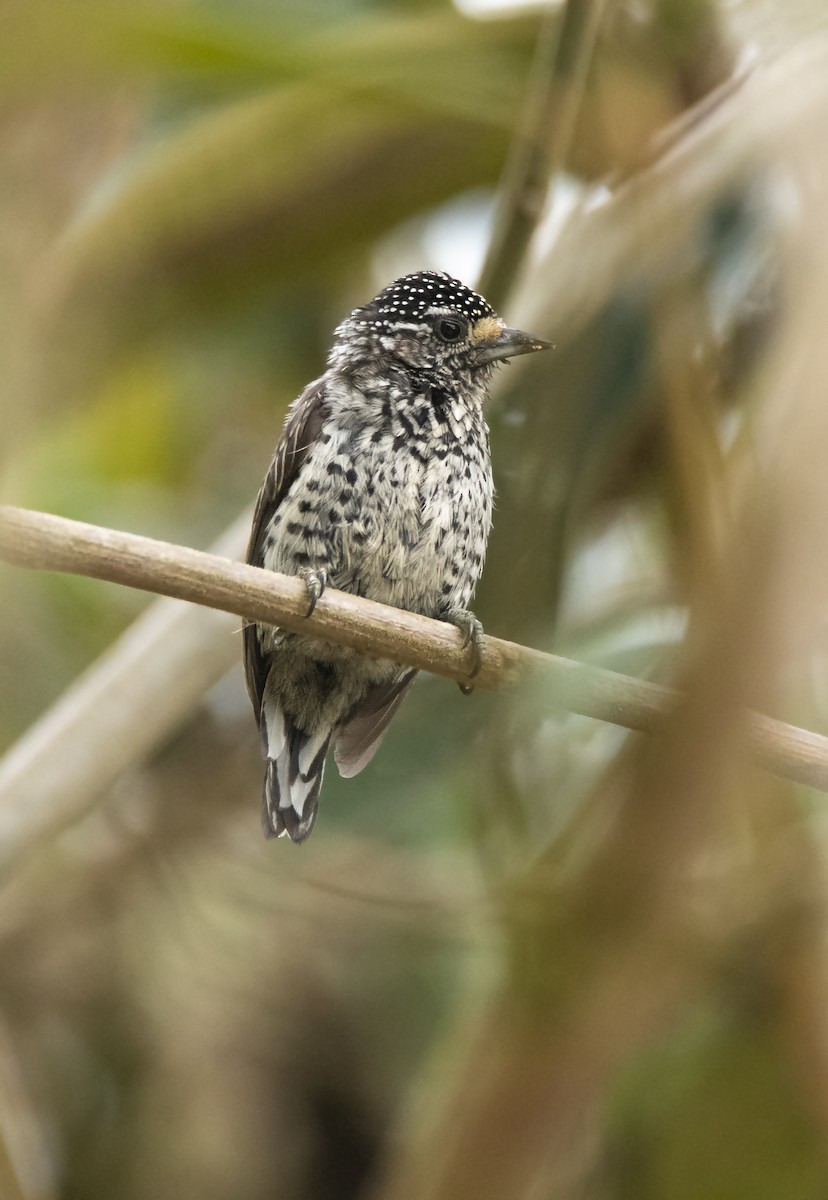 Ocellated Piculet - ML515388581