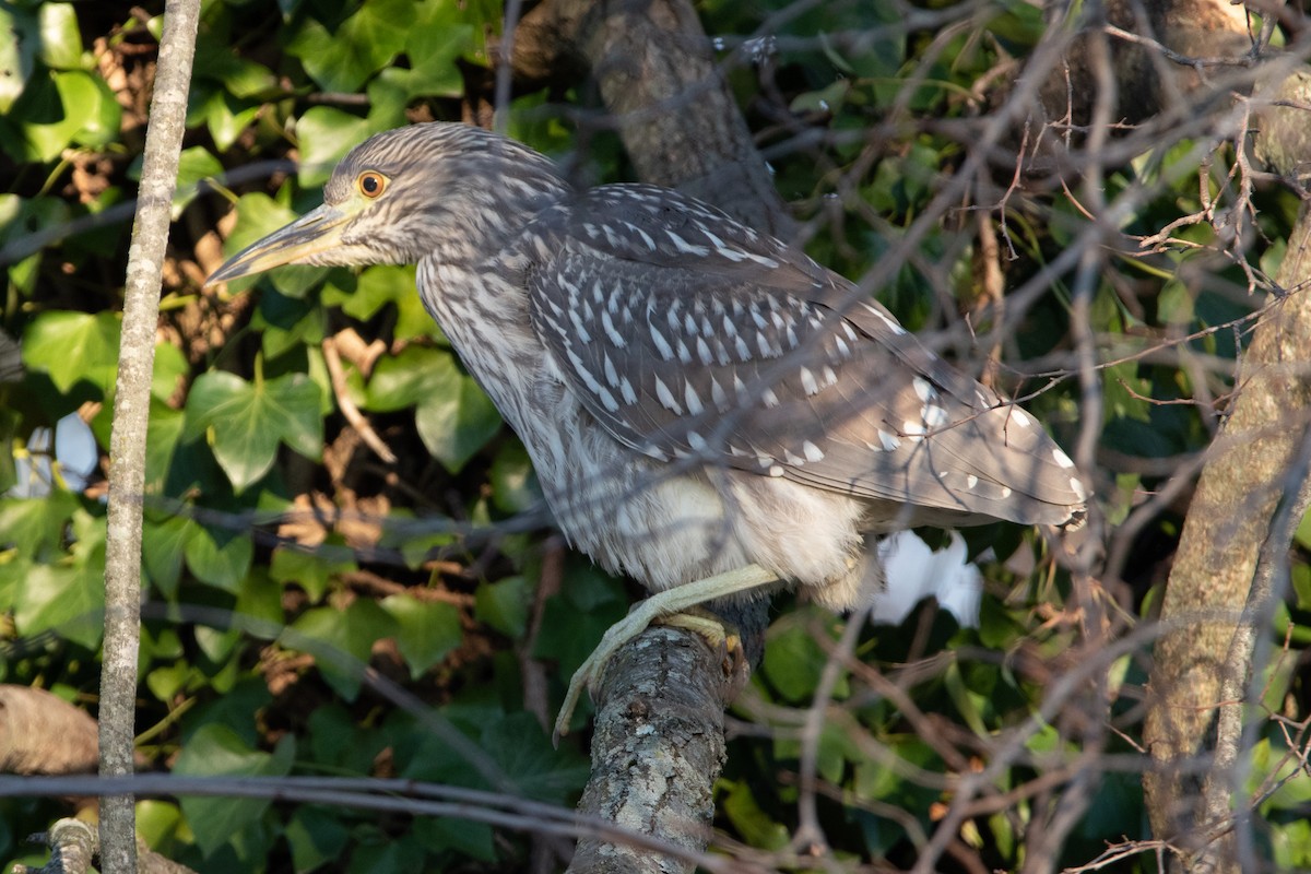 Black-crowned Night Heron - ML515388621