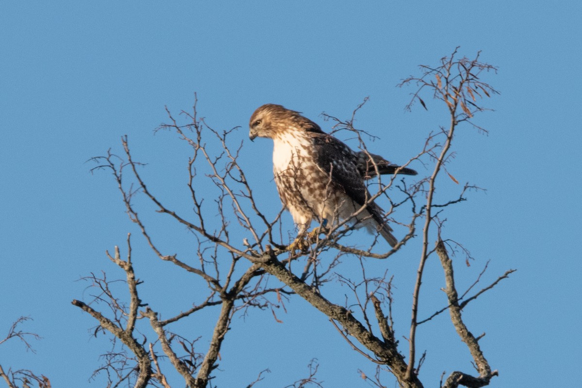 Red-tailed Hawk - ML515388921