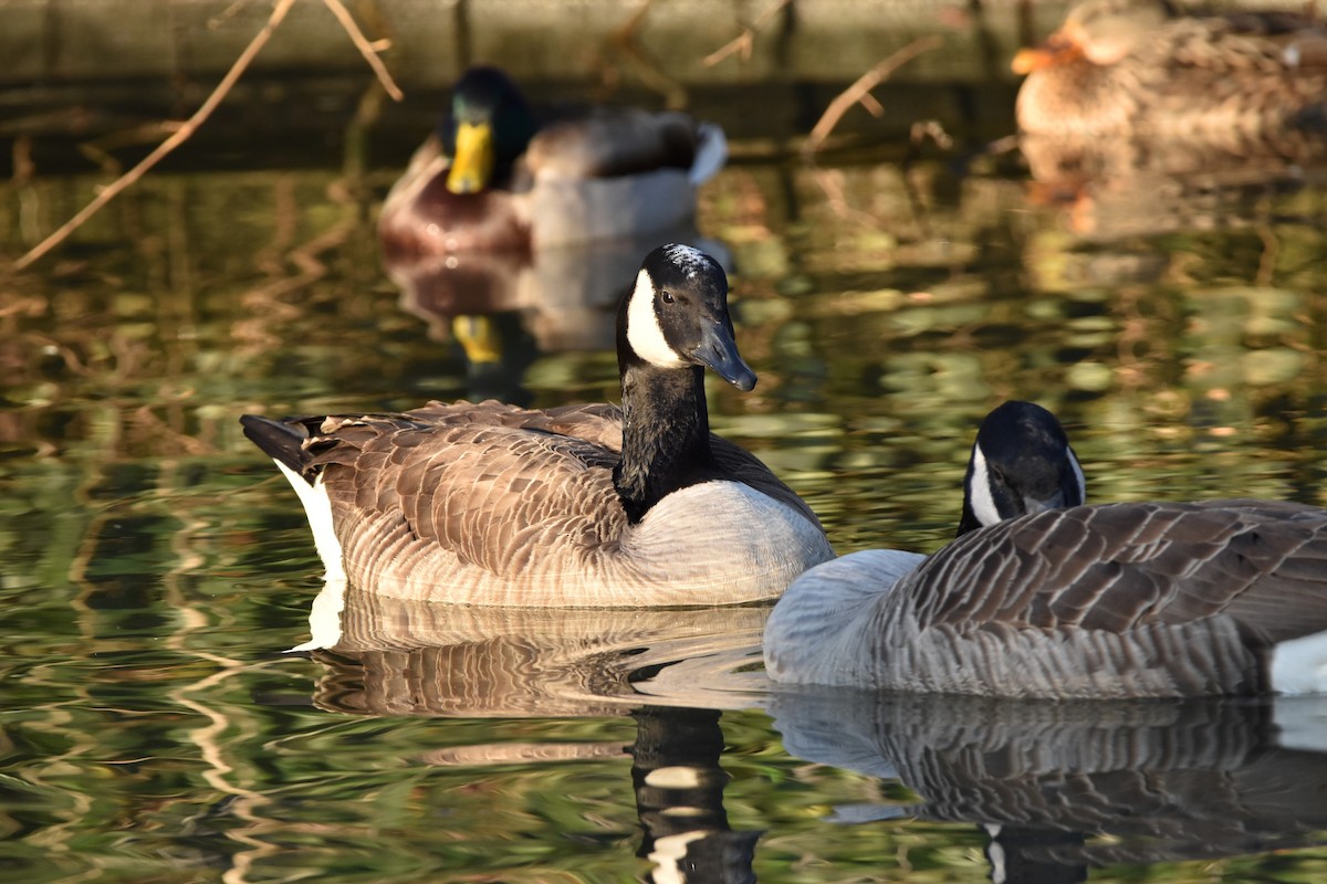 Canada Goose - ML515389791