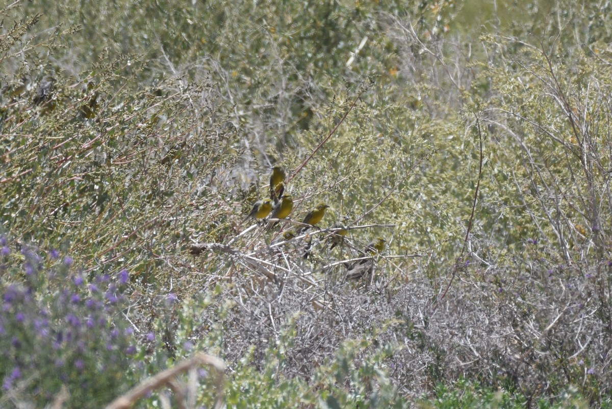 Raimondi's Yellow-Finch - ML515390451