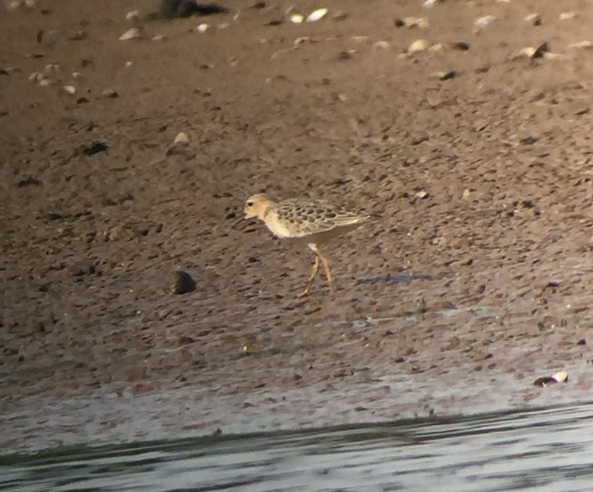 Buff-breasted Sandpiper - ML515390741