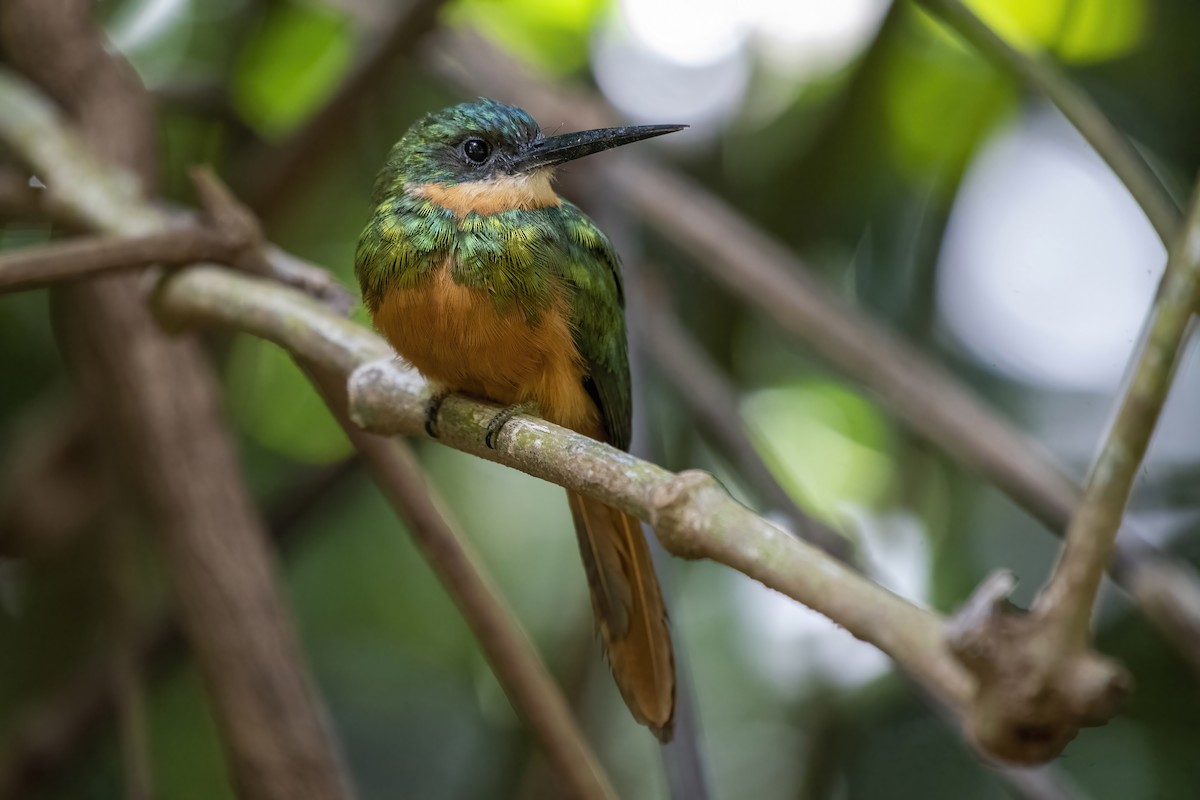 Rufous-tailed Jacamar - Luiz Carlos Ramassotti