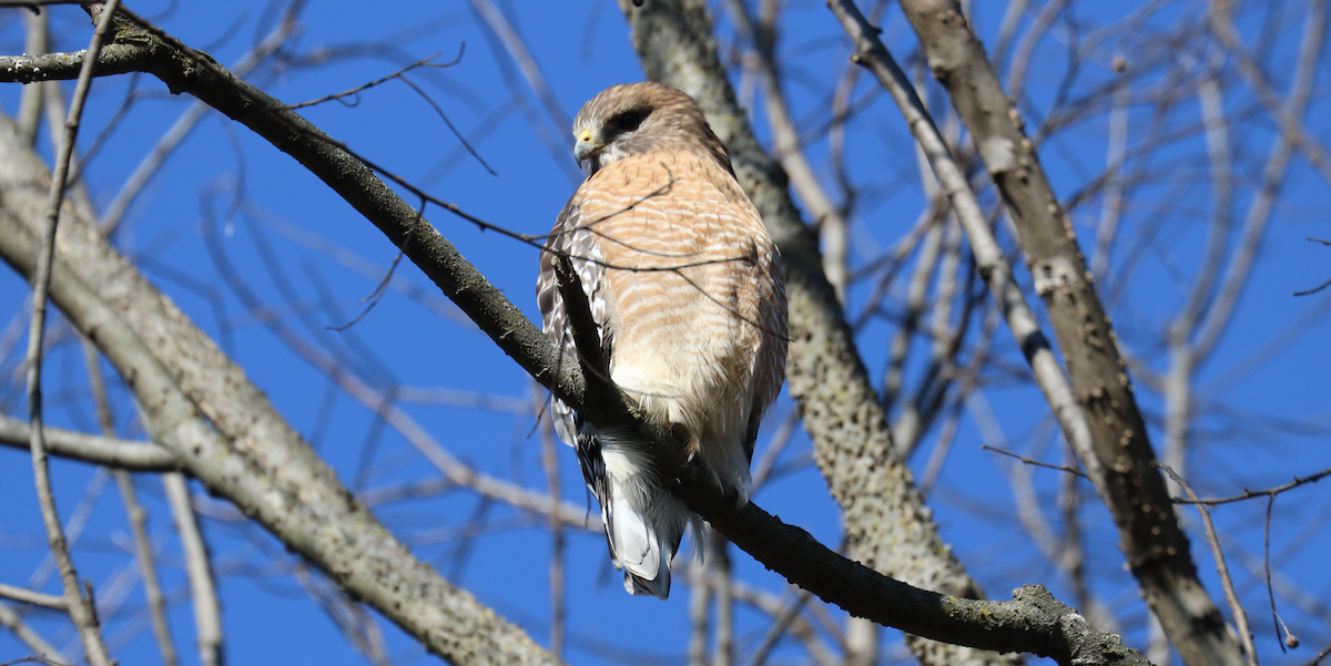 Rotschulterbussard [lineatus-Gruppe] - ML515390921