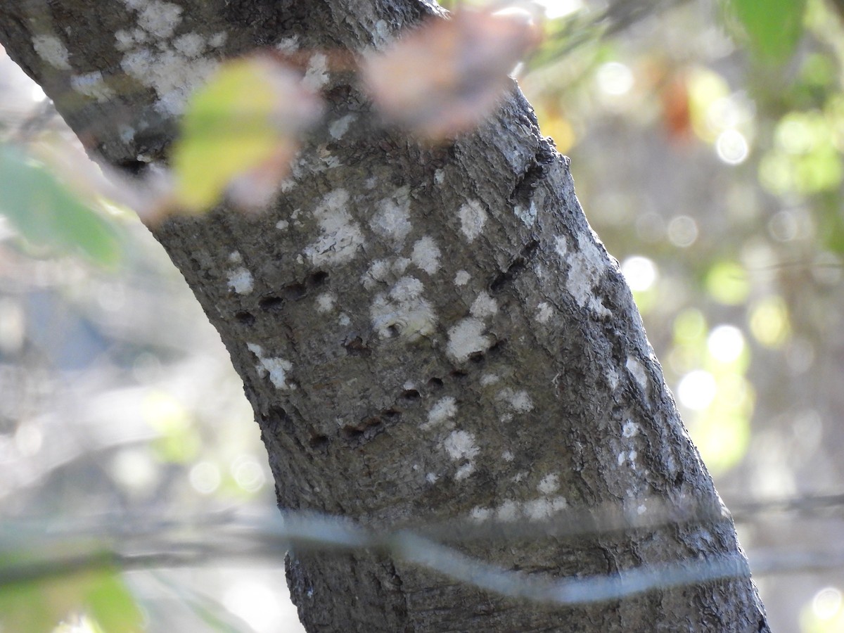 sapsucker sp. - ML515390941