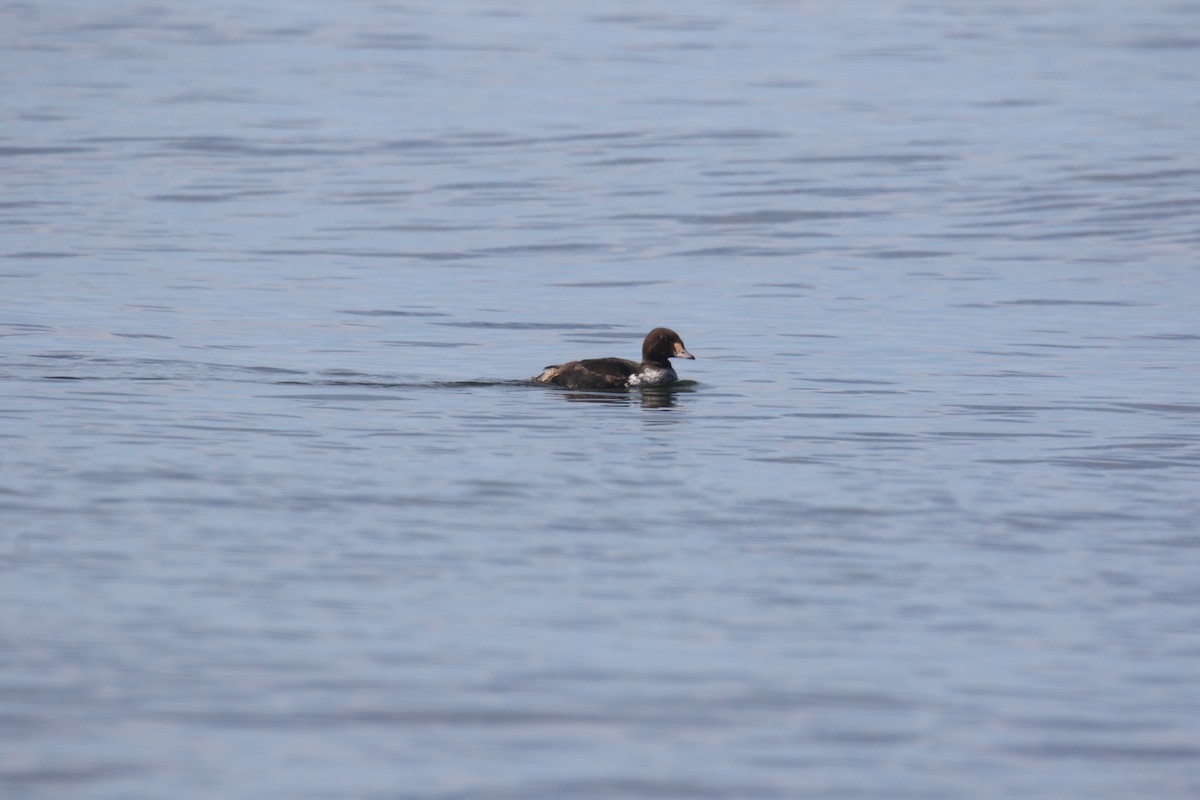 King Eider - Deborah Macauley