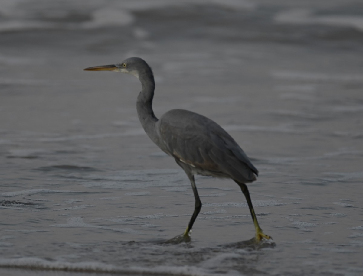 Western Reef-Heron - Sajeev Krishnan