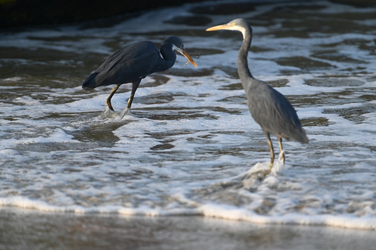 Western Reef-Heron - ML515392561