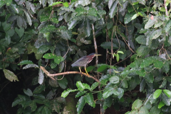 Green Heron - ML515393151