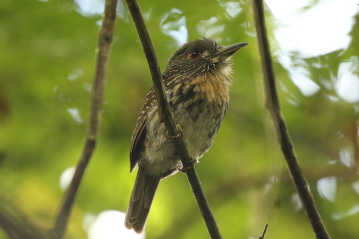White-whiskered Puffbird - ML515394061