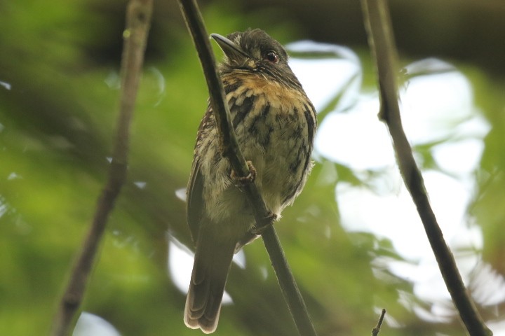 White-whiskered Puffbird - ML515394071
