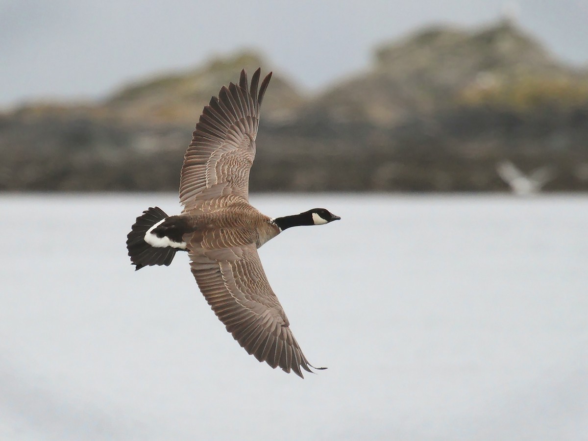 Cackling Goose (Aleutian) - ML515394441