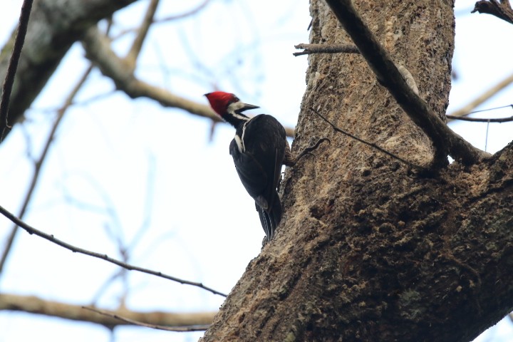 Crimson-crested Woodpecker - ML515395161