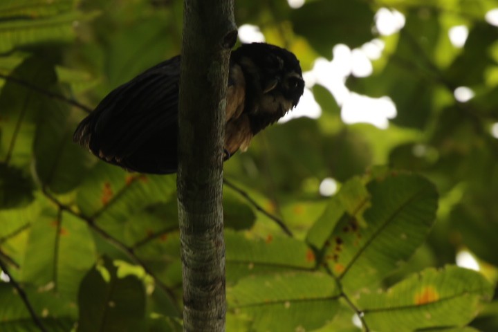 Spectacled Owl - ML515395821