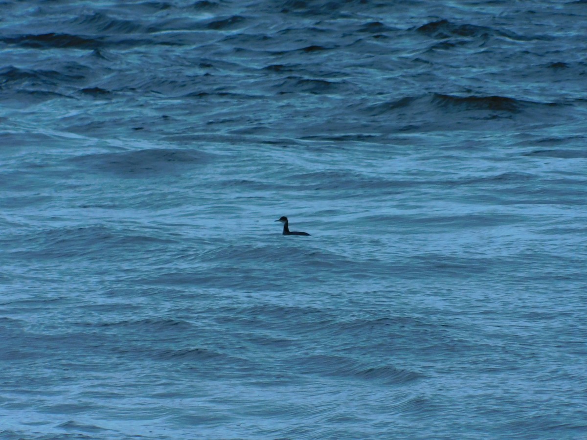 Red-necked Grebe - ML515396131