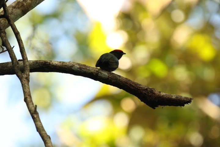 Lance-tailed Manakin - ML515396341