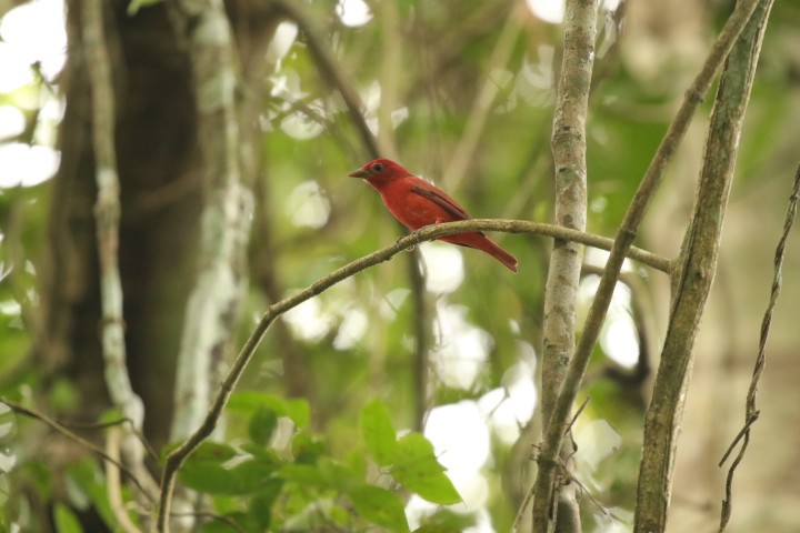 Summer Tanager - ML515397551