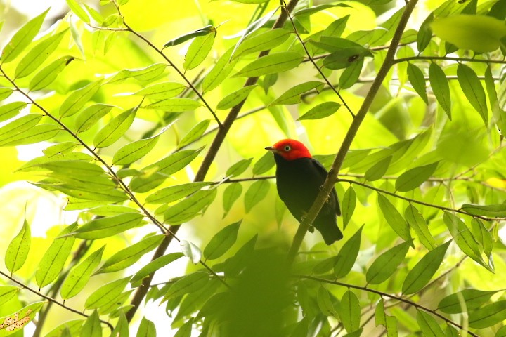 Red-capped Manakin - ML515397901