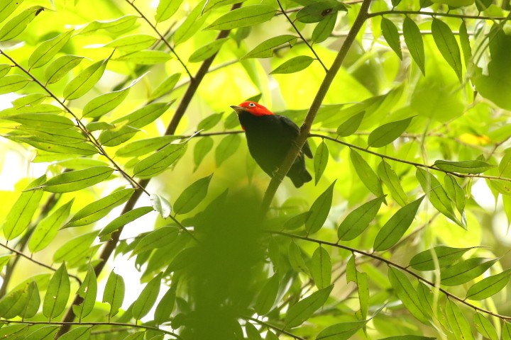 Red-capped Manakin - ML515398051