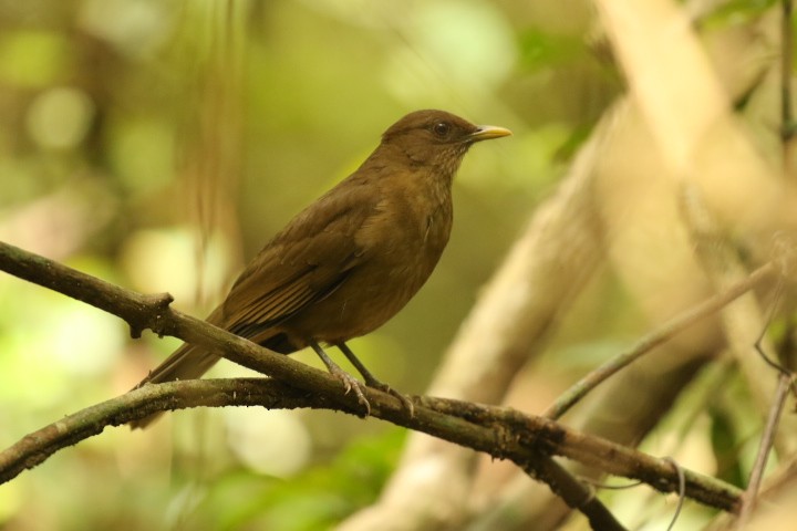 Clay-colored Thrush - ML515398471
