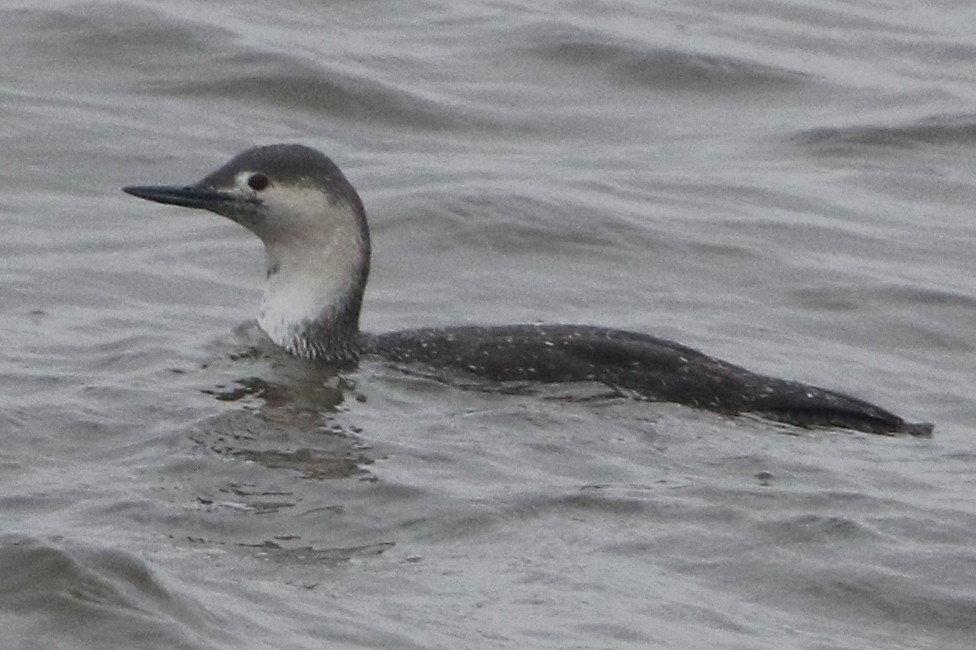 Red-throated Loon - Bradley Hacker 🦜