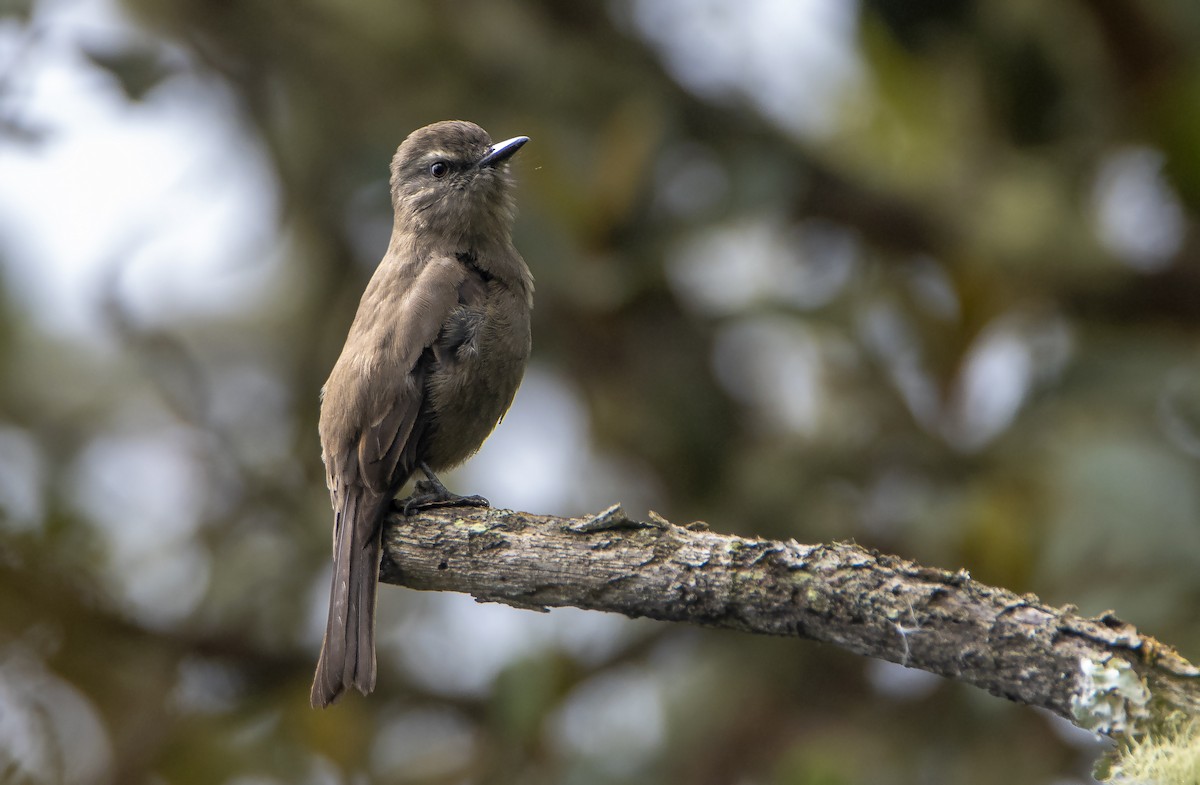 Smoky Bush-Tyrant - ML515399421