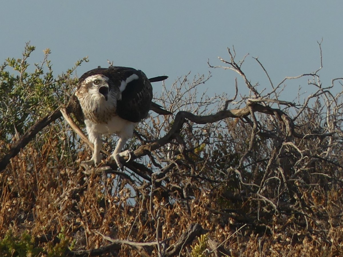 Osprey (Australasian) - ML515400121