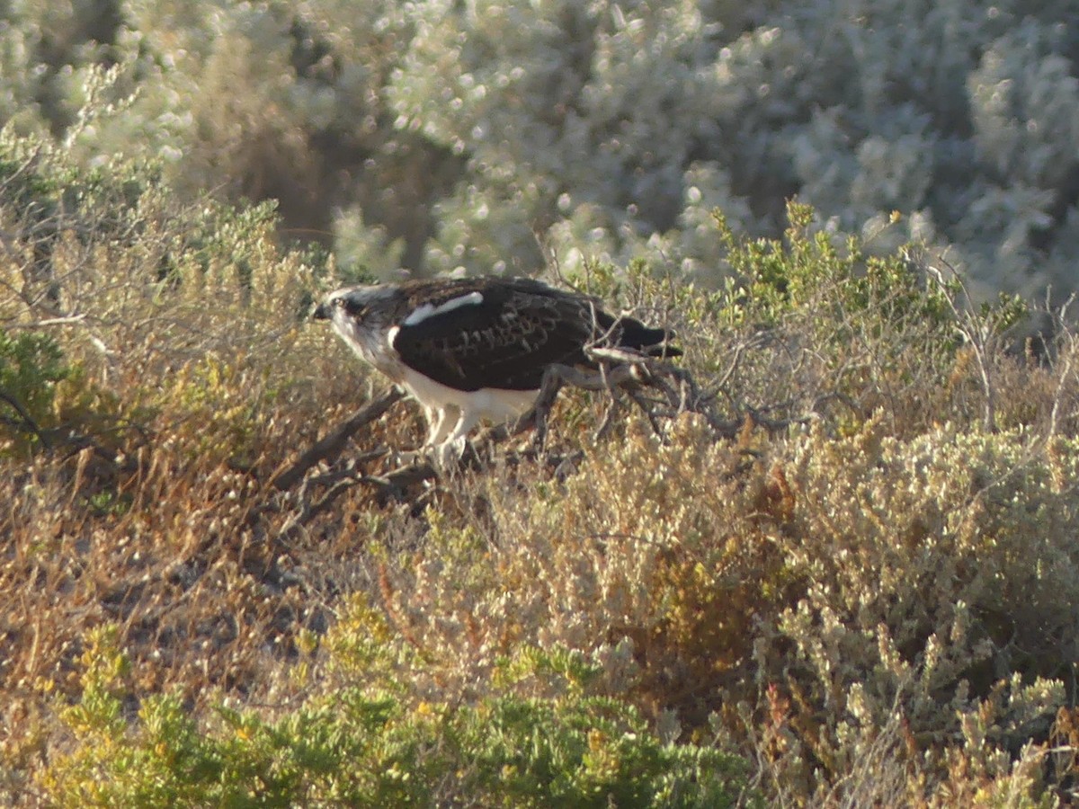 Osprey (Australasian) - ML515400131