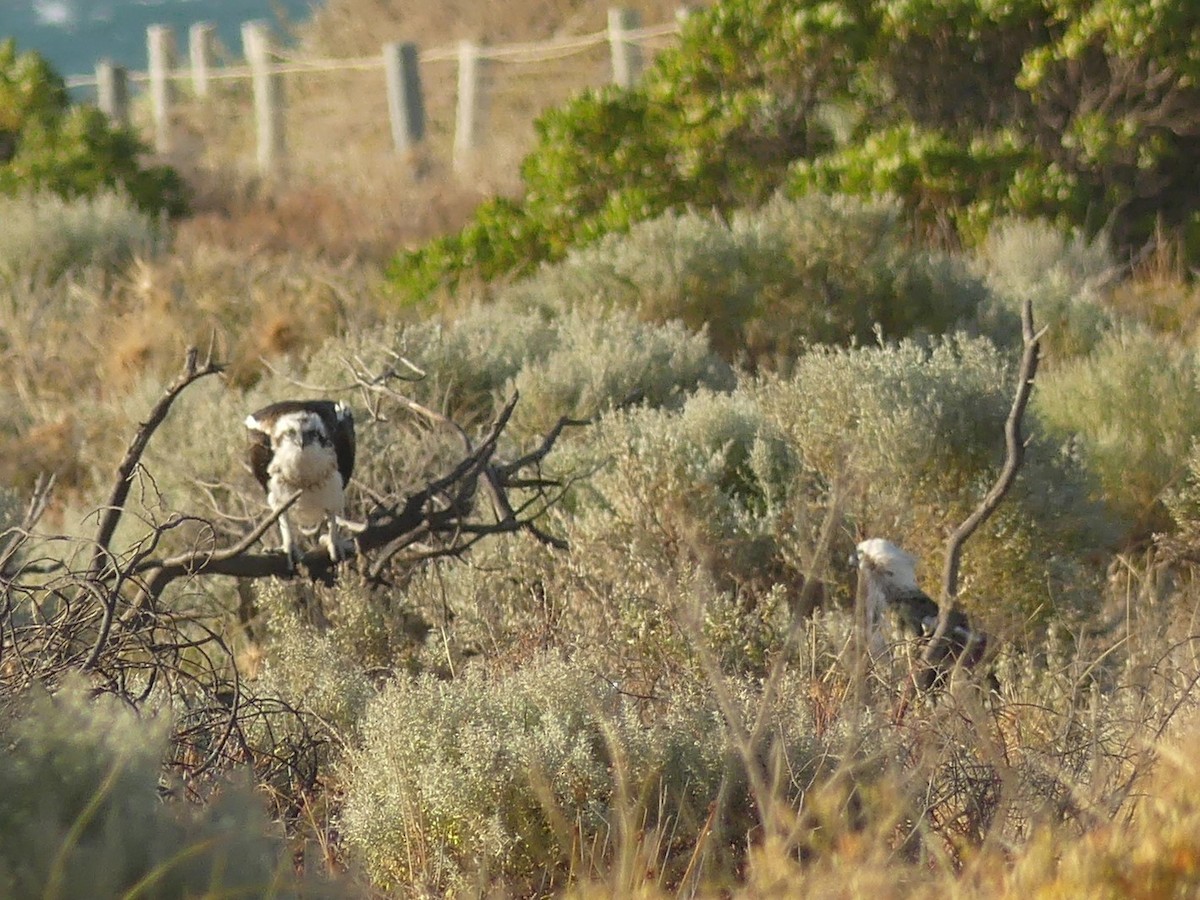 Osprey (Australasian) - ML515400141