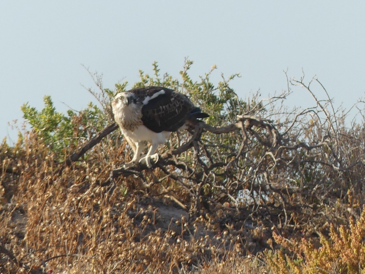 Osprey (Australasian) - ML515400151