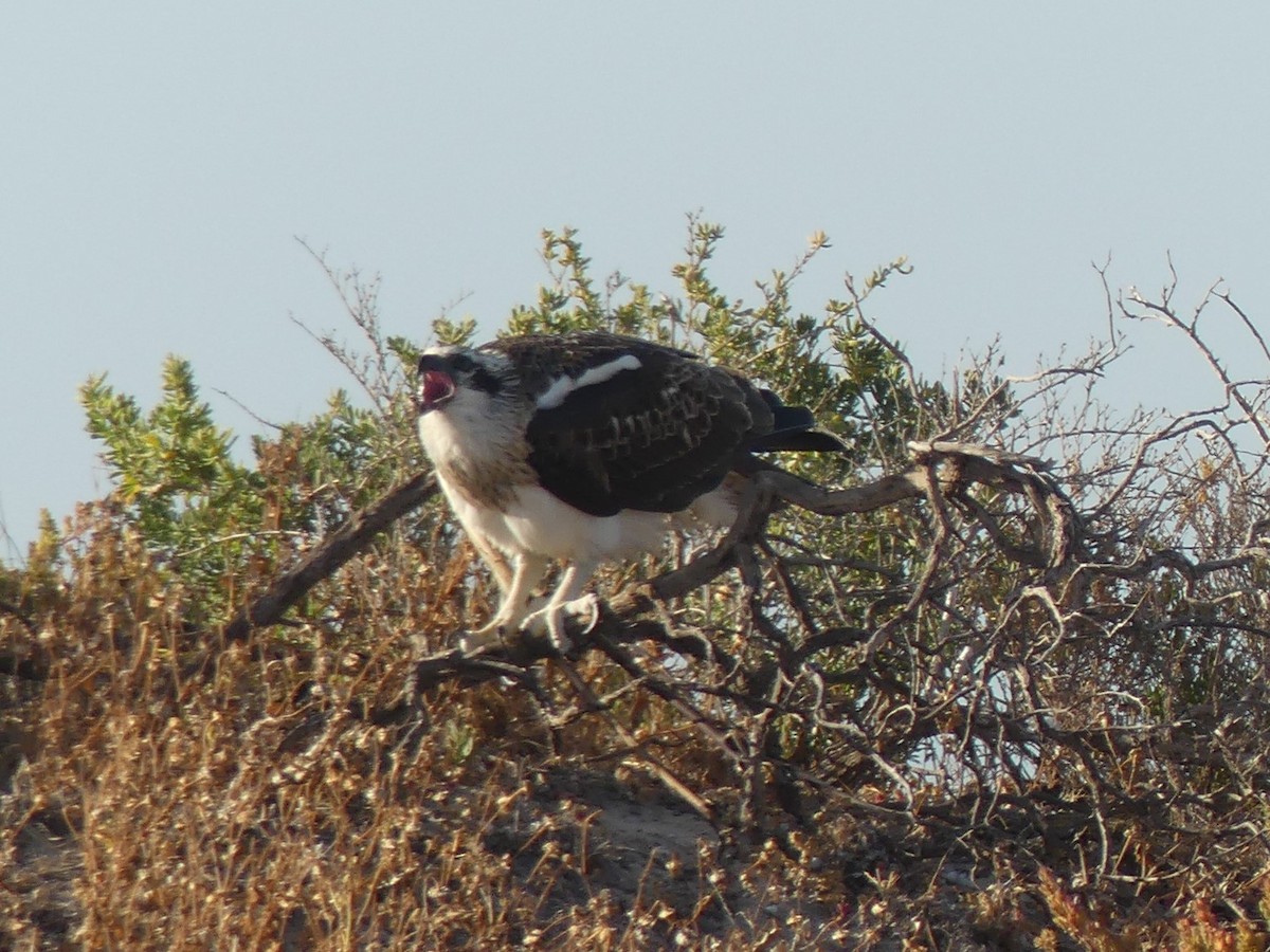 Osprey (Australasian) - ML515400161