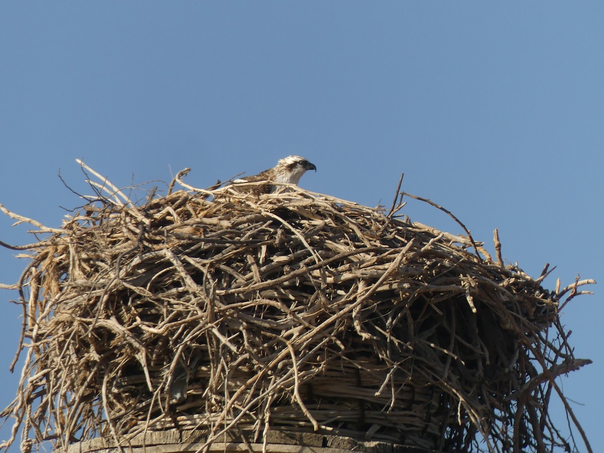 Osprey (Australasian) - ML515400171