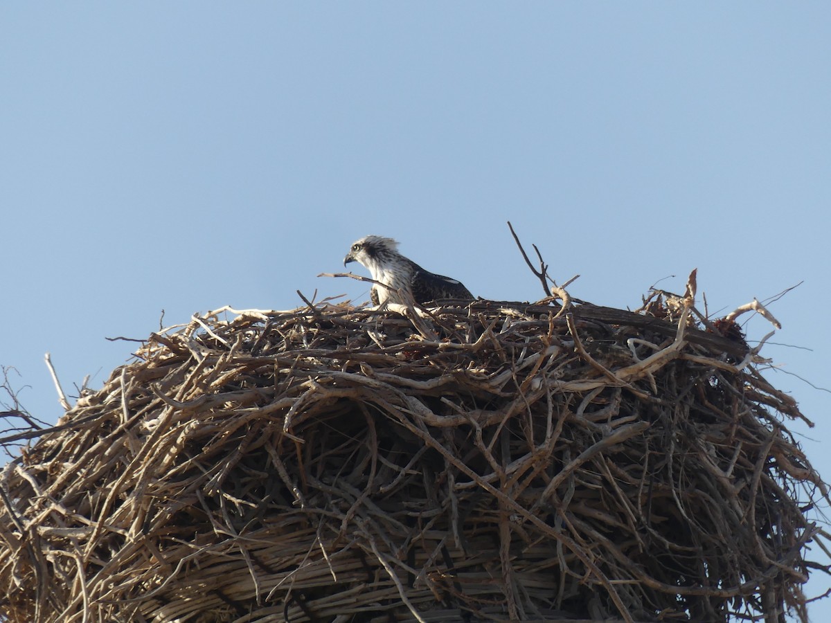 Osprey (Australasian) - ML515400181