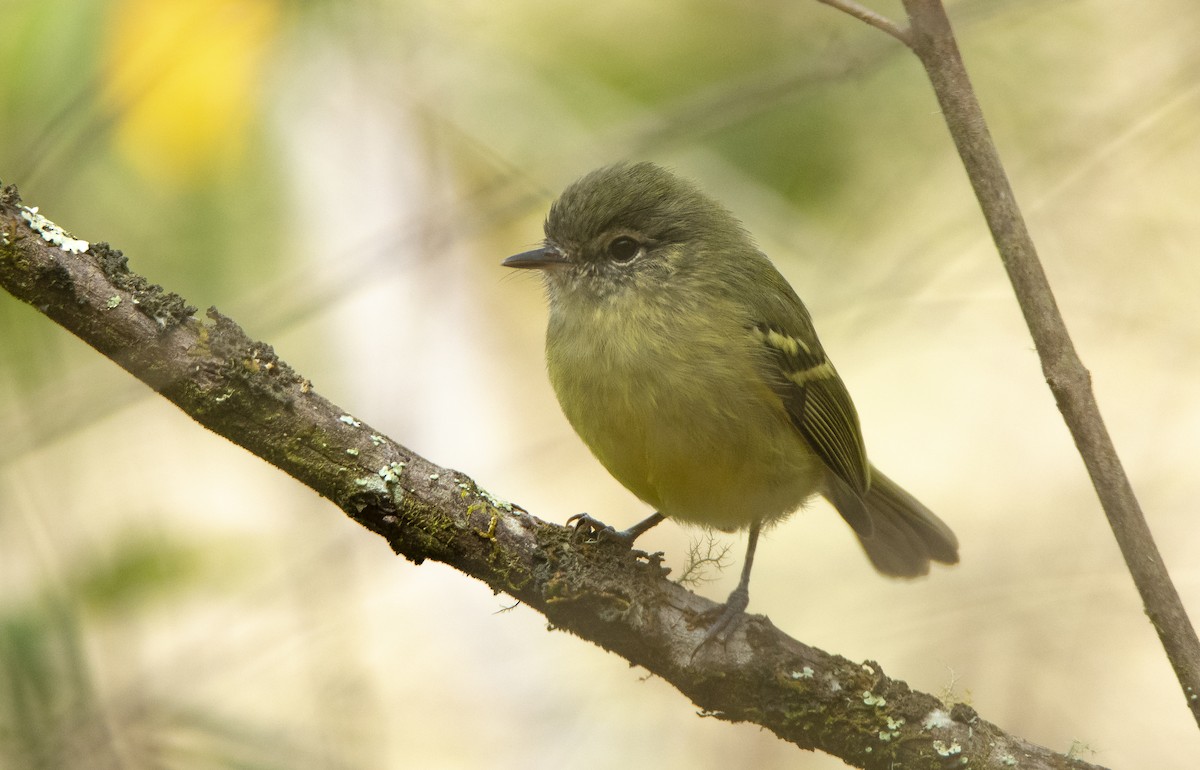 Mottle-cheeked Tyrannulet - ML515400211