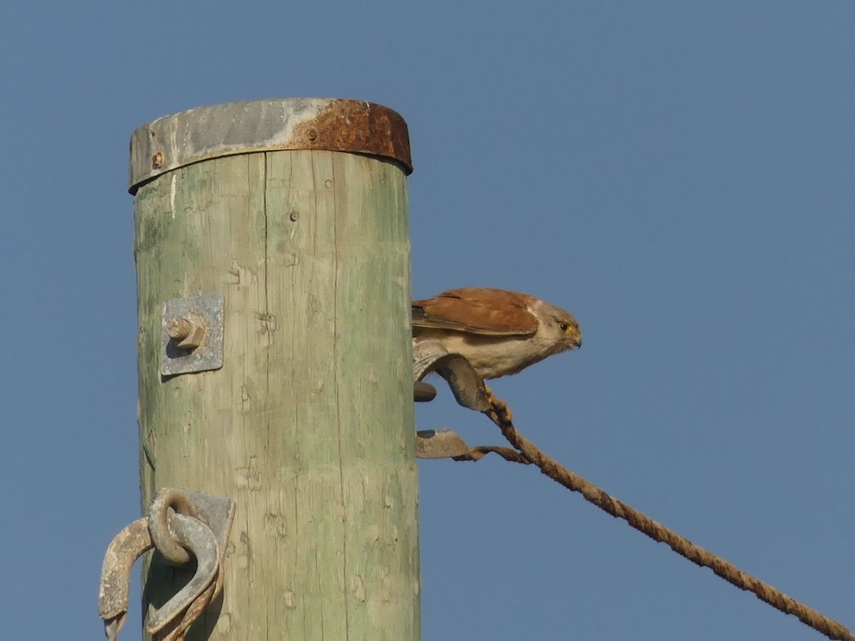 Nankeen Kestrel - ML515400321