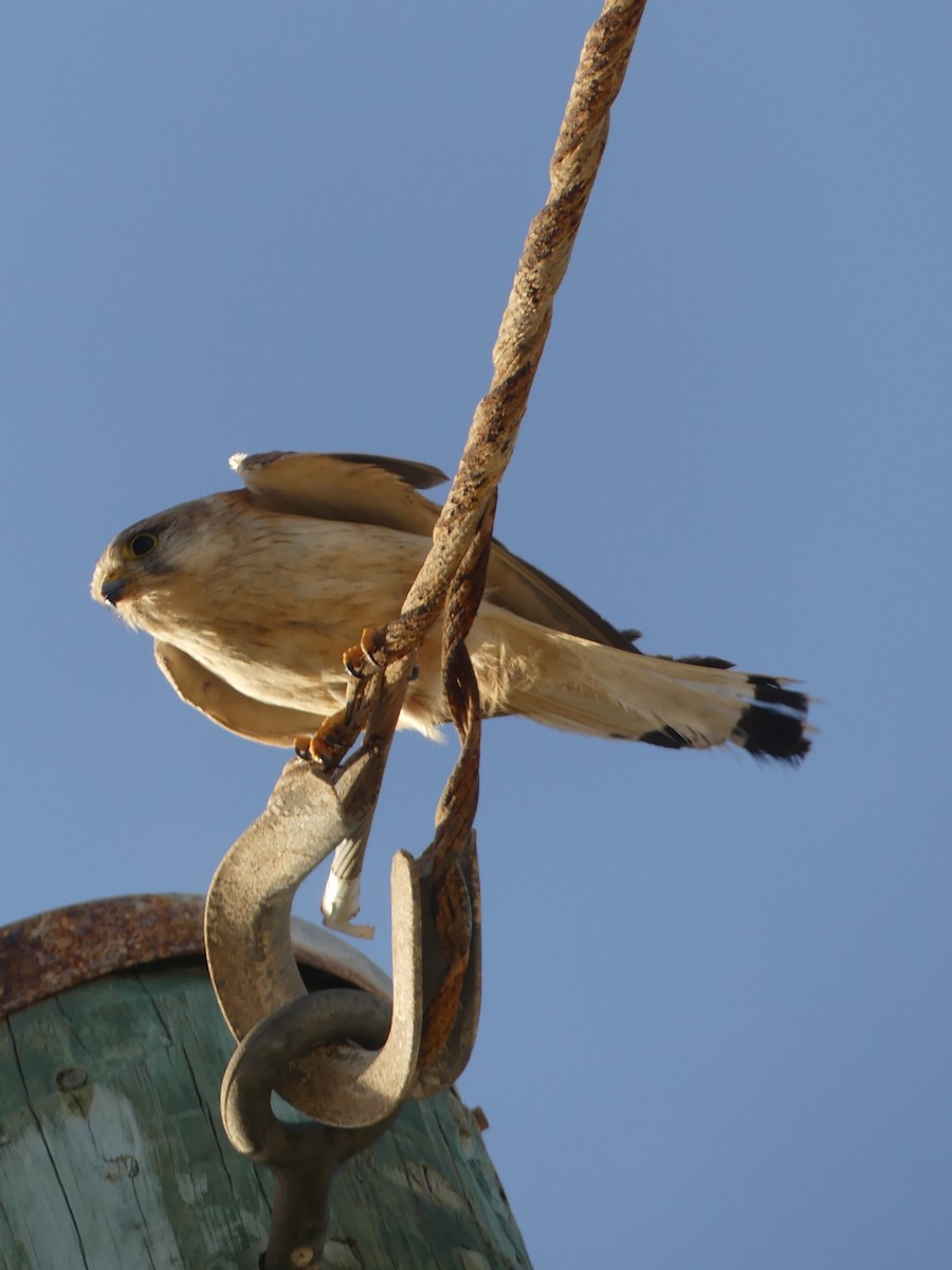 Nankeen Kestrel - ML515400331