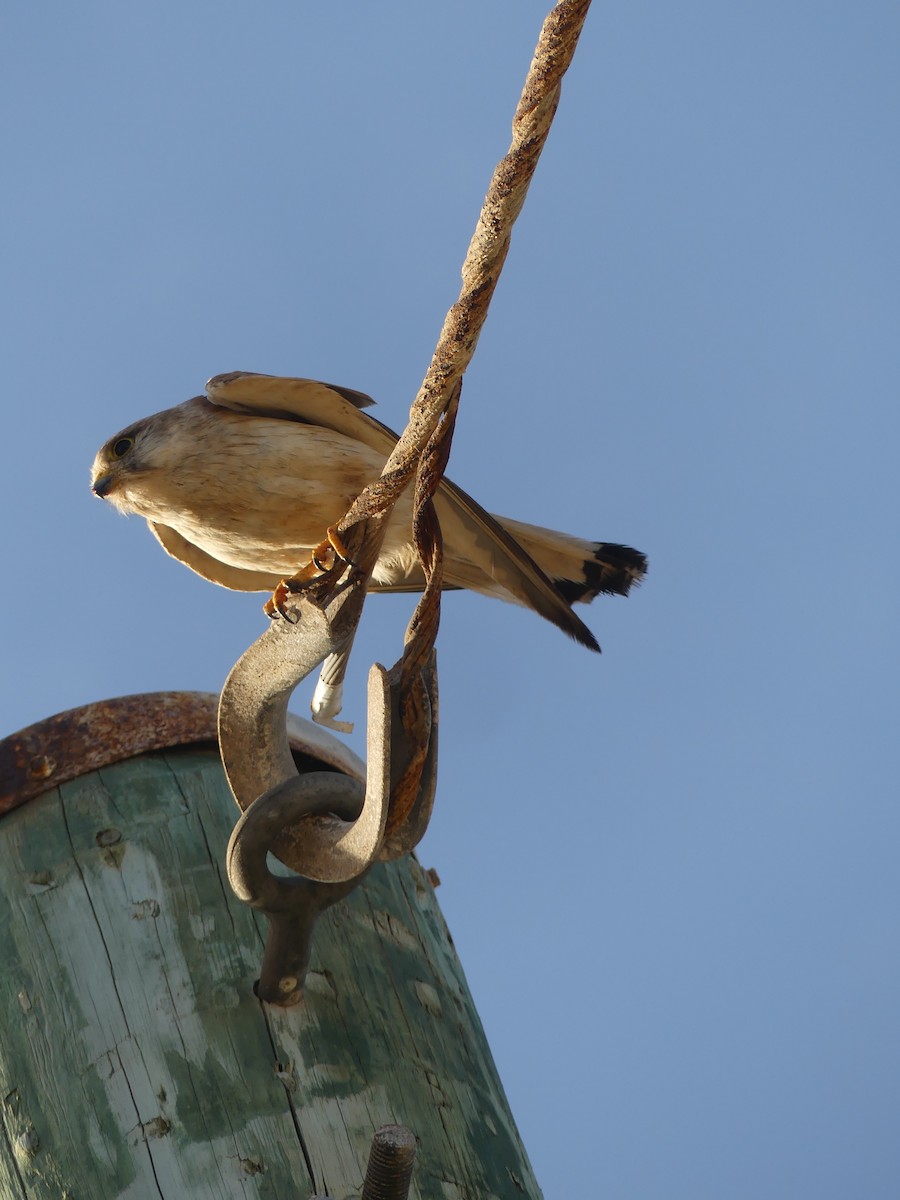 Nankeen Kestrel - ML515400351