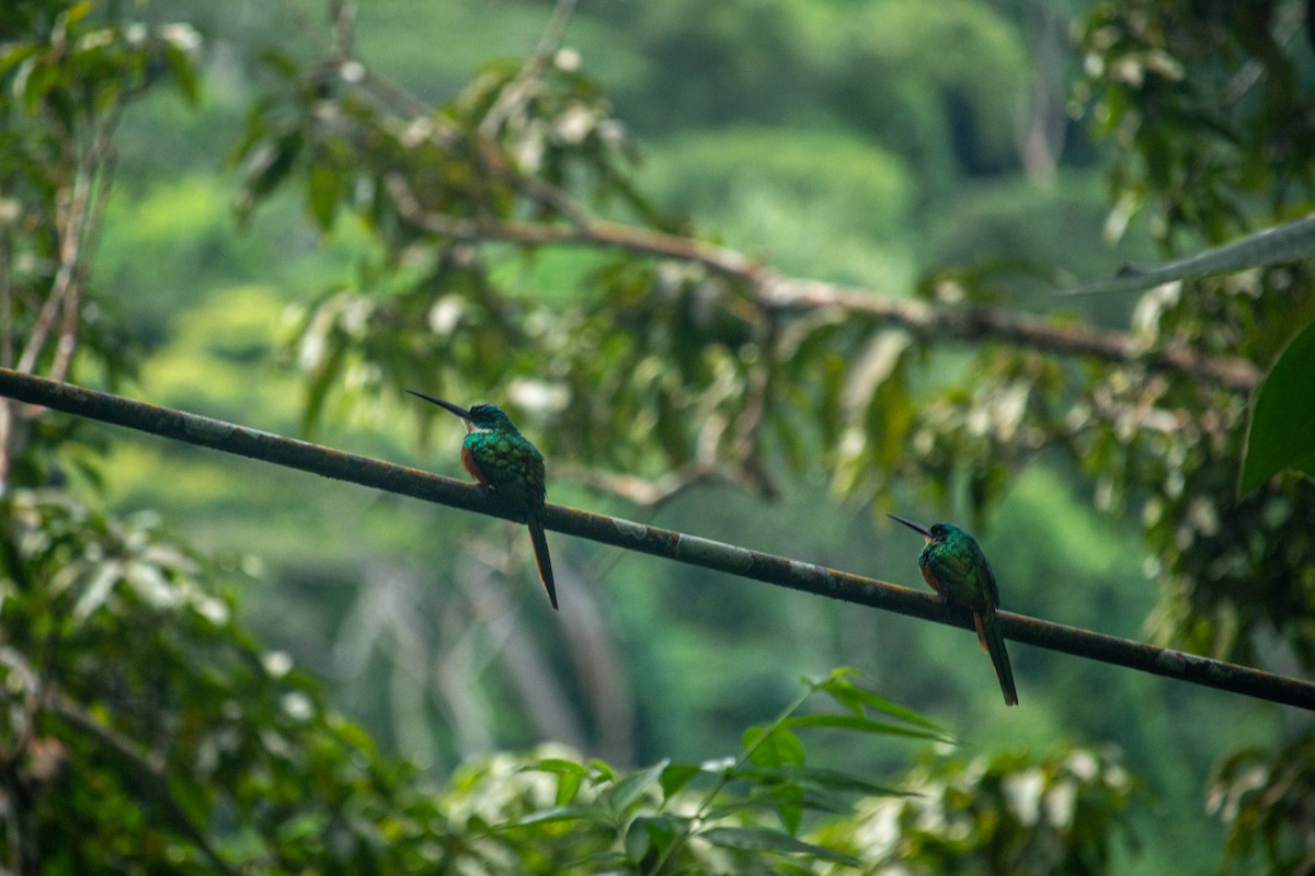 Rufous-tailed Jacamar - ML515400671