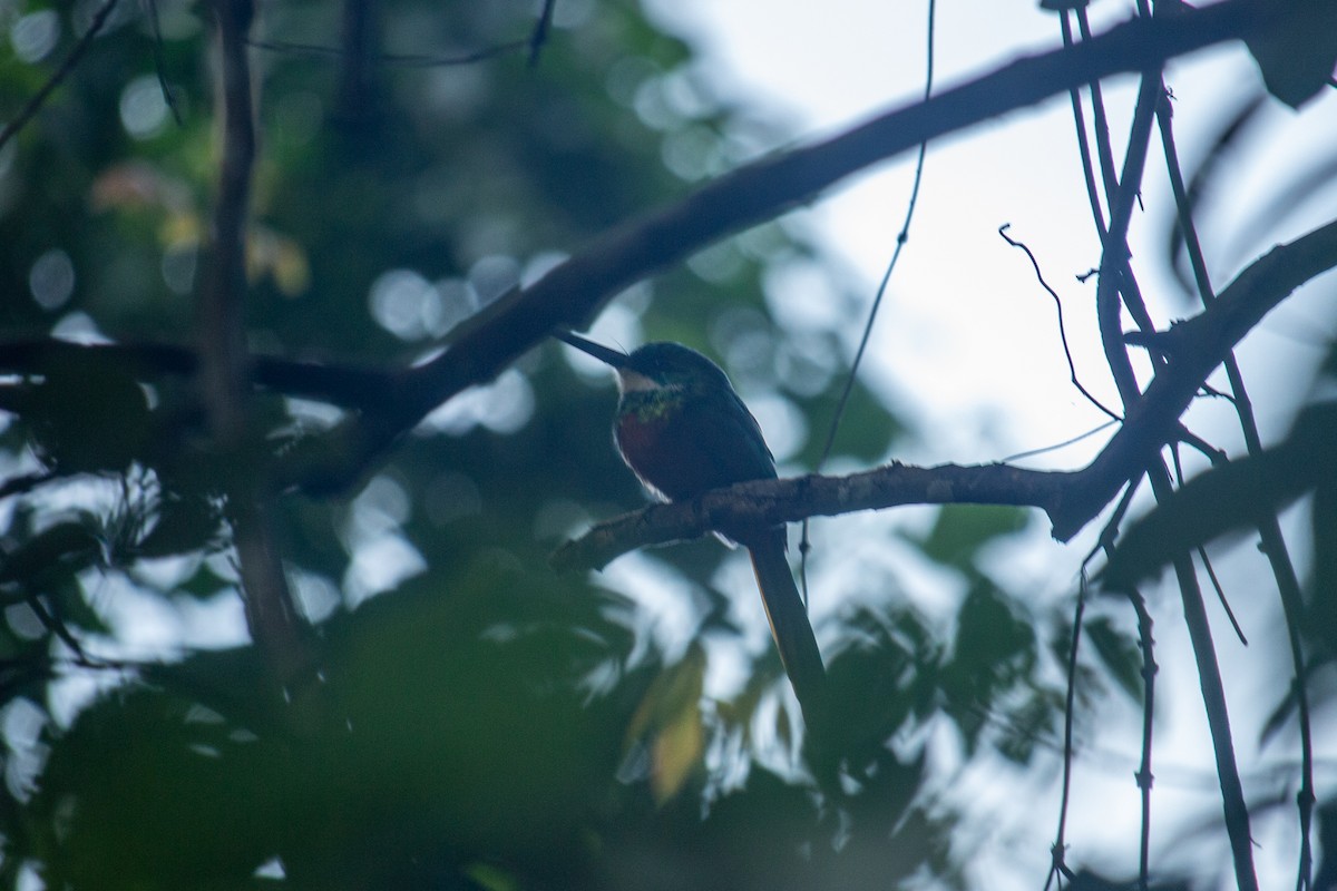 Jacamar à queue rousse - ML515400711