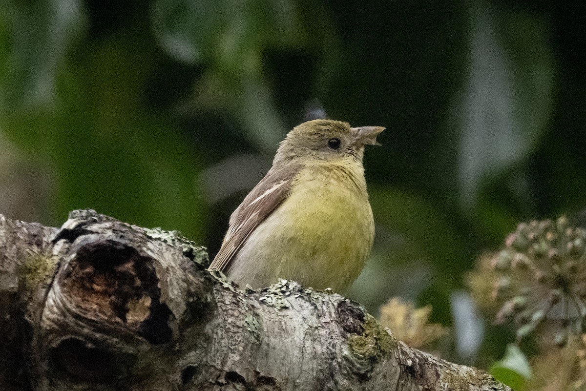 Western Tanager - Roger Adamson