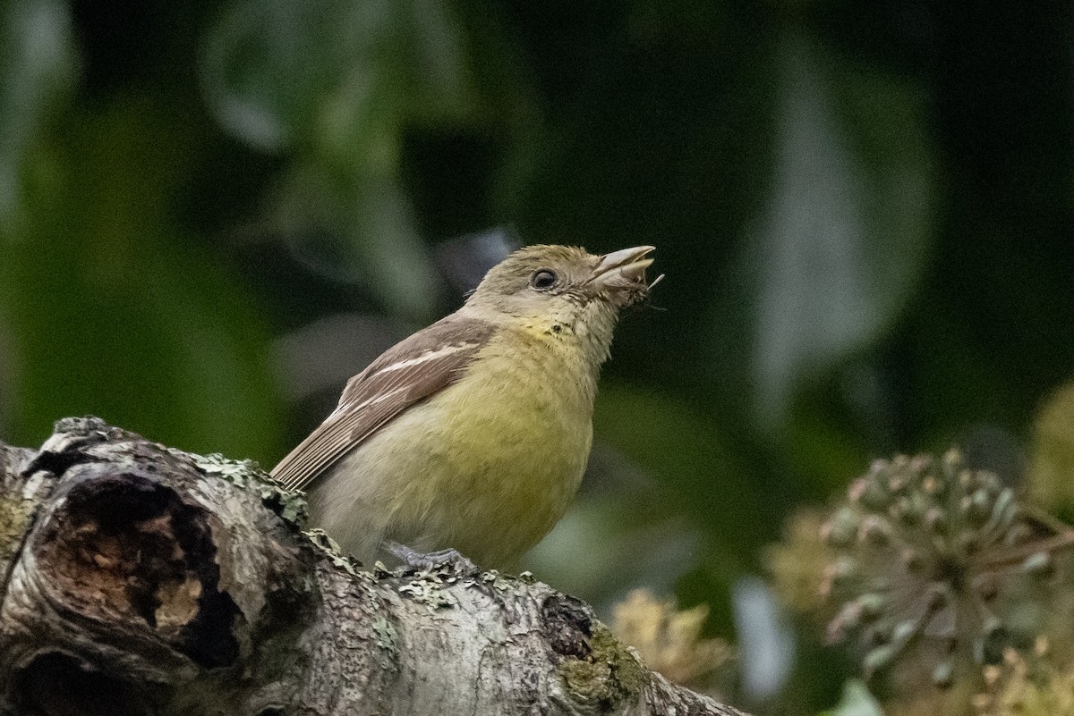 Western Tanager - Roger Adamson