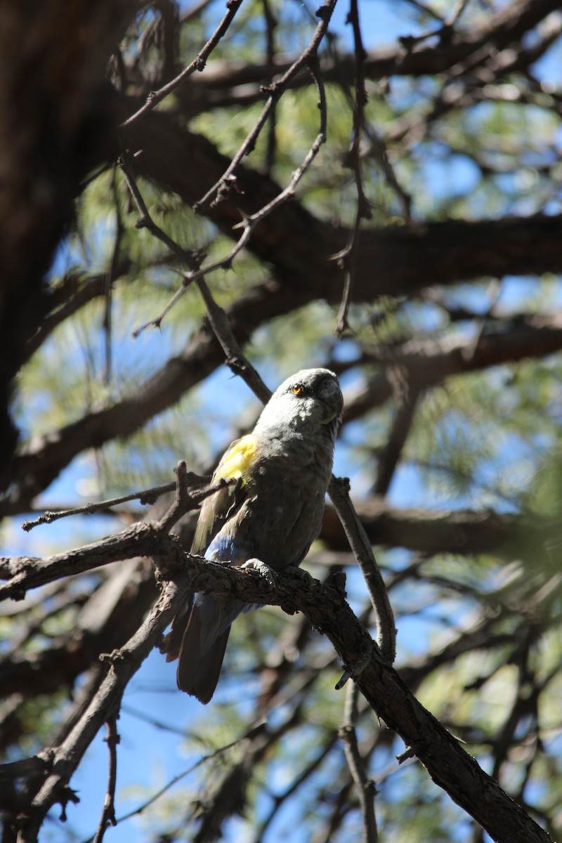 Rüppell's Parrot - ML515401071