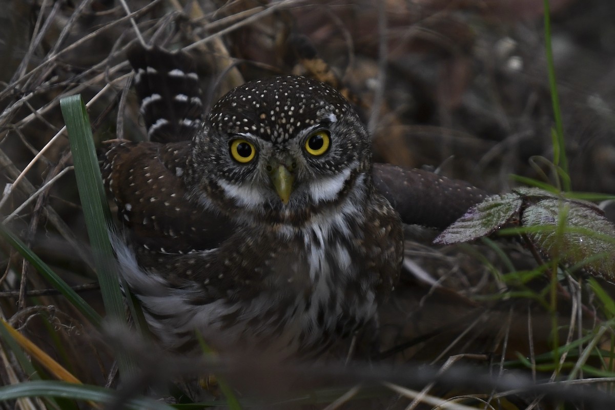 Northern Pygmy-Owl - ML515401311