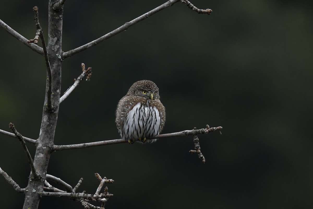 Northern Pygmy-Owl - ML515401341