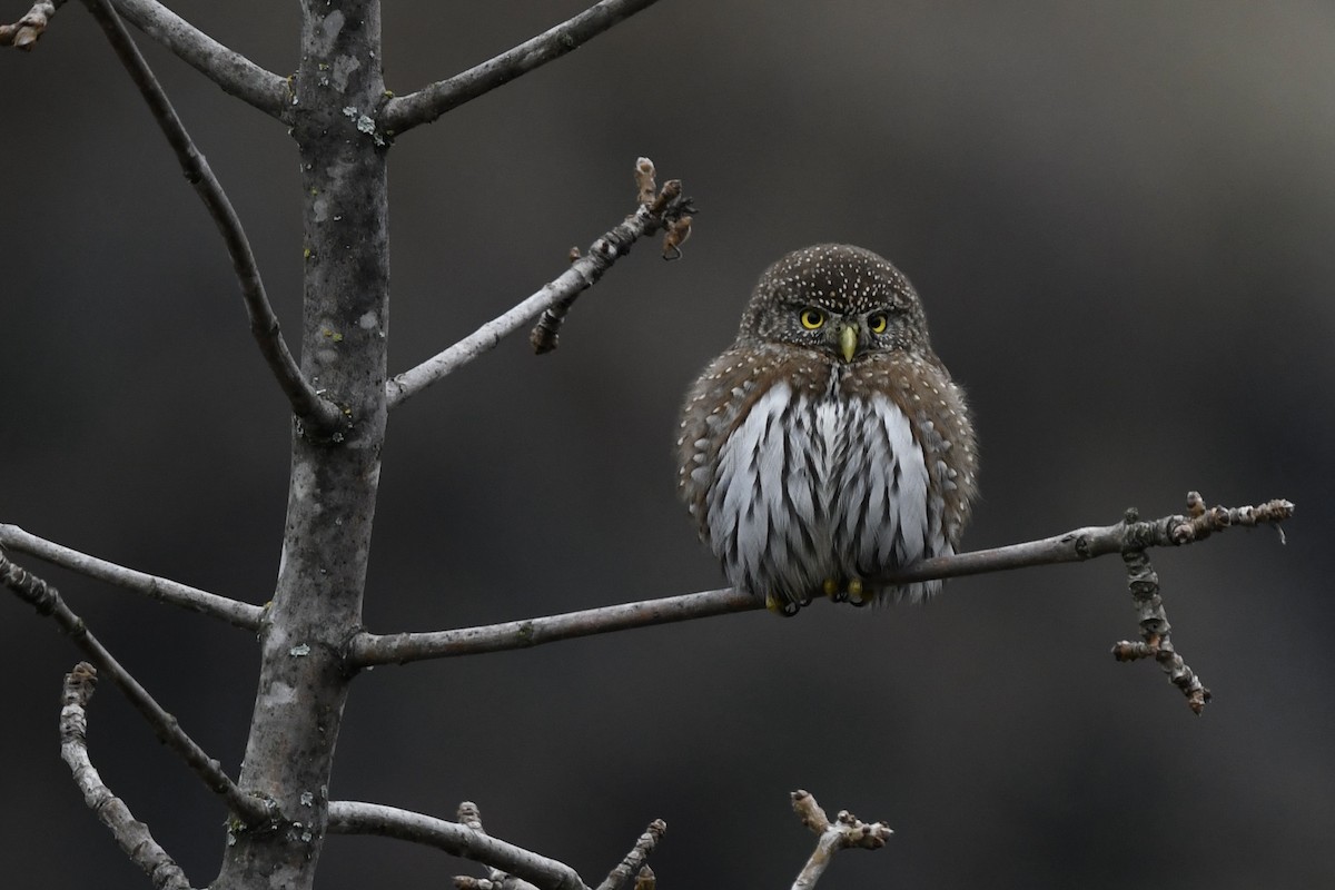 Northern Pygmy-Owl - ML515401371