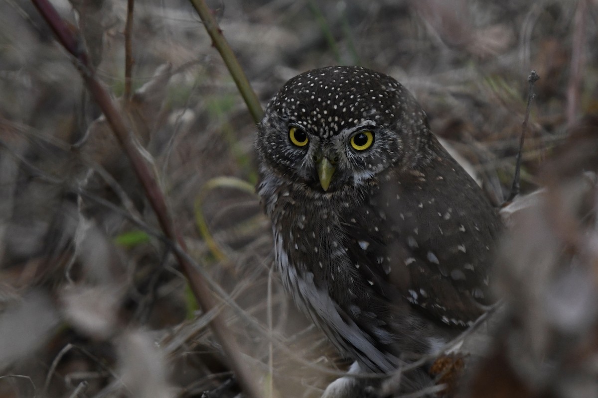 Northern Pygmy-Owl - ML515401431