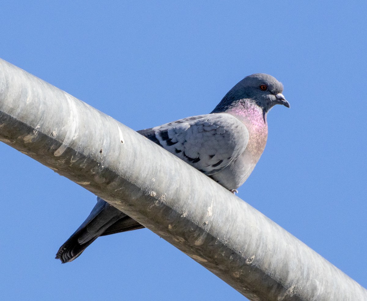 Rock Pigeon (Feral Pigeon) - ML515401481
