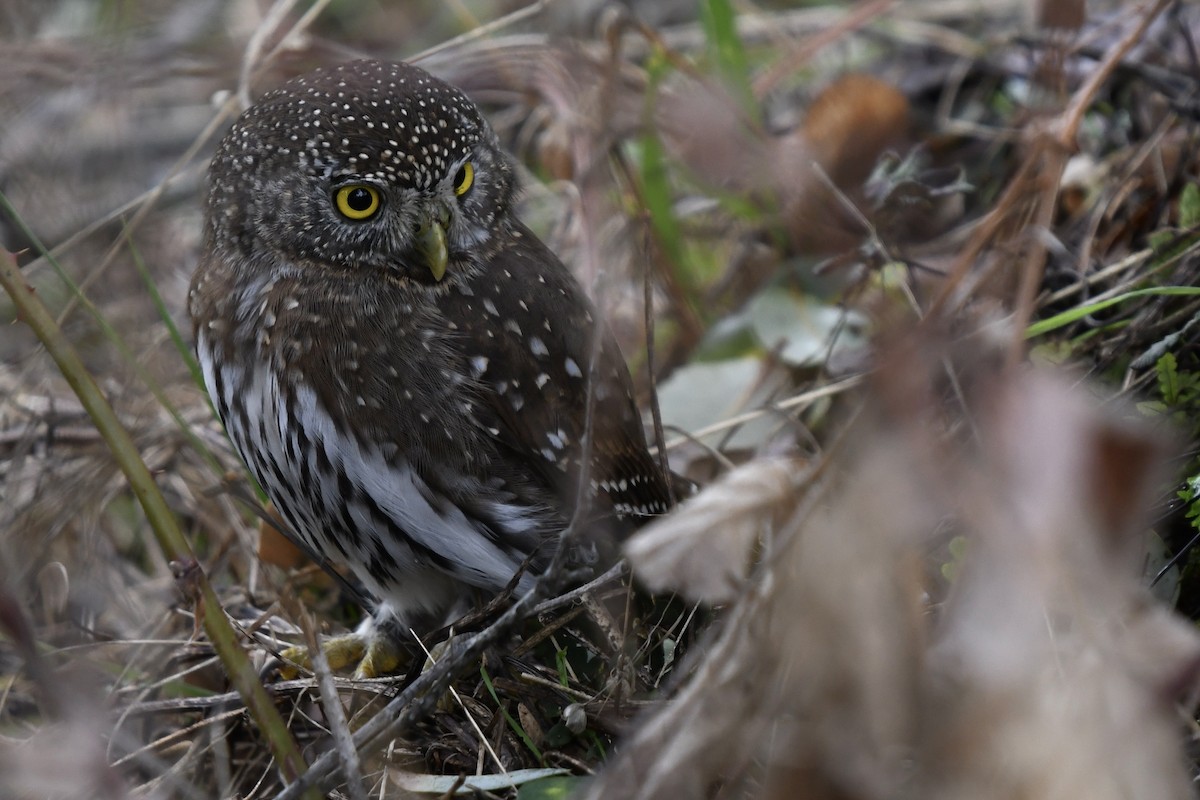 Northern Pygmy-Owl - ML515401571