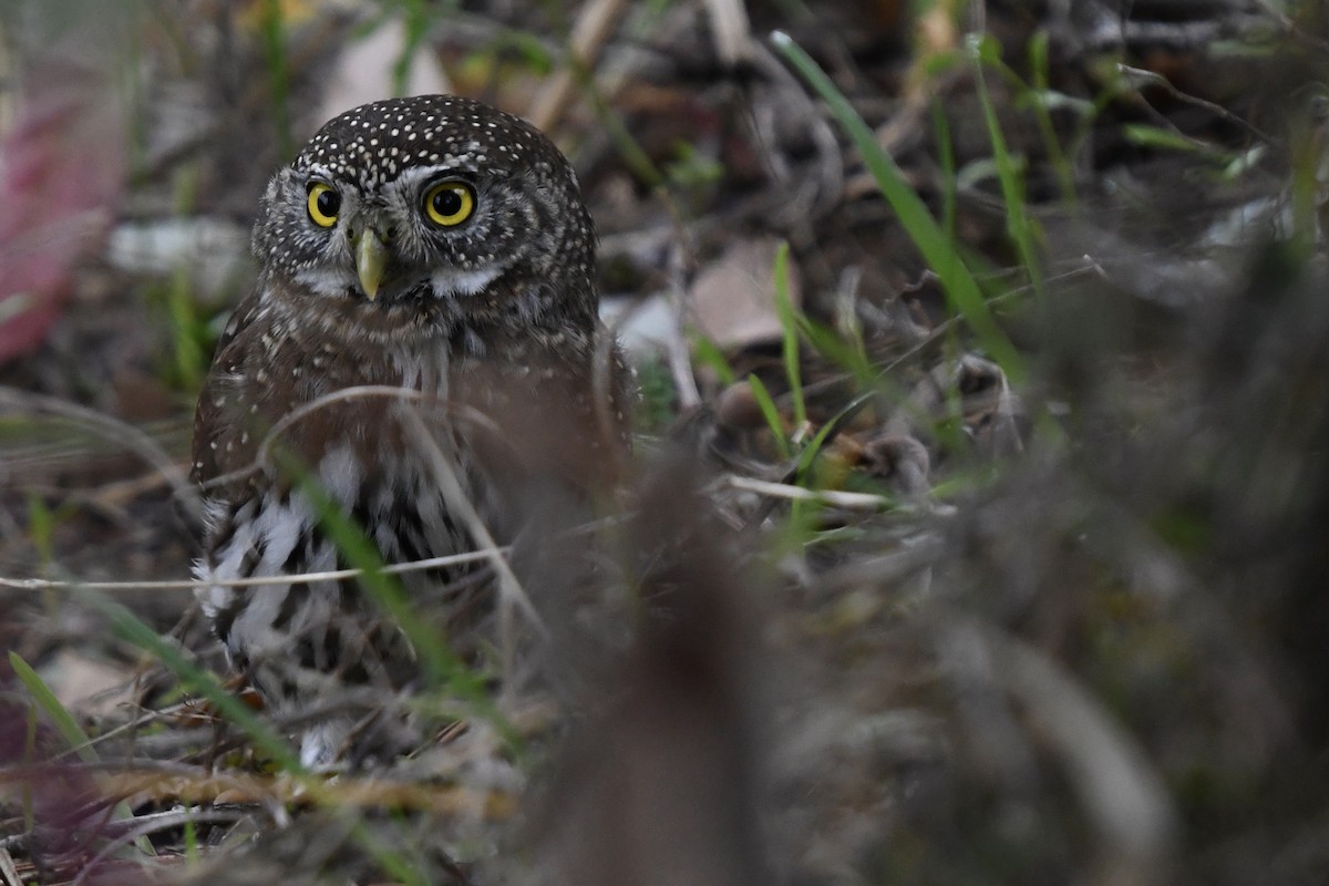 Northern Pygmy-Owl - ML515401591