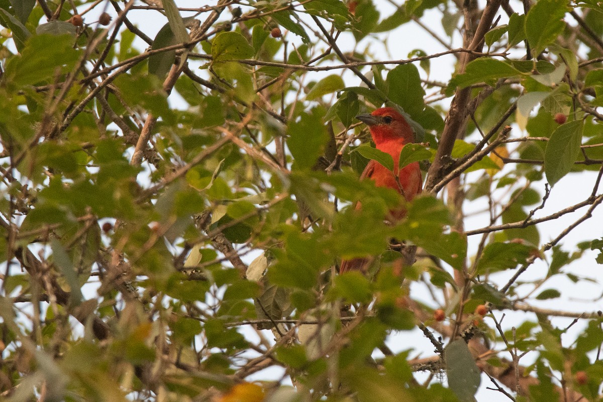 Hepatic Tanager - Pablo Re